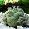 Ortegocactus macdougallii _01